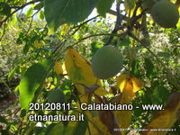 San_Nicola_Castiglione - 12-08-2012 07-56-56.JPG